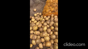 🥔 Baby Potato – Fresh from Cameron Highlands