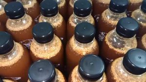 เชื้อเห็ดตับเต่าเข้มข้น (เห็ดผึ้งเห็ดห้า) 1 ขวด 500 ml.