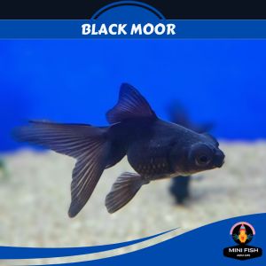Black Moor Goldfish [ 2pcs | 3pcs | 5pcs ]