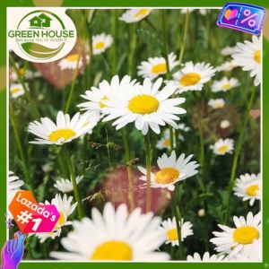 Green House® - Chamomile Seeds for Planting (40 Seed) Herbal Flower Plants incl. Planting Instruction