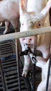 2 IN 1 Automatic Pig Drinker Set 1/2" NPT Stainless Steel Piglets Nipple Water Drinker with Elbow Connector for Piggery