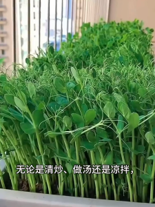 Rapid growth-Pea seedling seeds are specifically for eating pea tips 豌豆苗种籽 可水培绿色蔬菜籽and can be sown all year round for hydroponics.