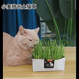 Rumput Kucing Paket Tumbuh Benih Gandum Premium Cat Wheat Grass