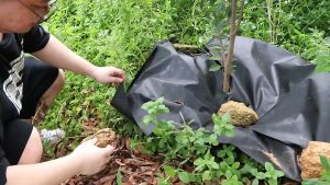 สามารถใช้งานได้6-7ปี ผ้ากันหญ้า (เกรด A) หมดปัญหาหญ้าขึ้นกวนผ้ากันวัชพืช ผ้าคลุมหญ้าเกษตรหนา ผ้าหญ้าสวนผลไม้ ผ้าปูพื้นสวน ขายตรงจากโรงงาน ตะปูดิน ฟิล์มคลุมดิน ทนทานต่อการใช้งานกลางแดด