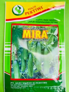 benih mentimun hibrida f1 PERTIWI "MIRA" 25 gram