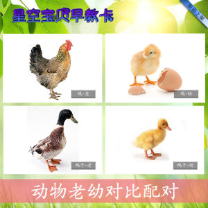 Thẻ Nhận Biết Hình Dạng Động Vật Cho Trẻ Em Phát Triển Chậm Thẻ So Sánh Tuổi Tác Phong Cách Nhựa Giáo Dục Cho Trẻ Tự Kỷ