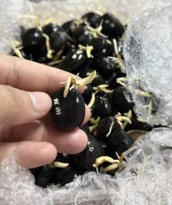 เมล็ดพันธุ์ปาล์มยังกัมบิML161🇲🇾ขายดีอันดับ1ในมาเลเซียของแท้จำนวน30เมล็ด(รับประกันทุกเมล็ด)การันตีงอกมีแถม(มีใบรับรองสายพันธุ์) คุณสมบัติลูกดกทางสั้นกะลาหนาบางผสมเป็นที่นิยมอันดับหนึ่งในมาเลเซีย