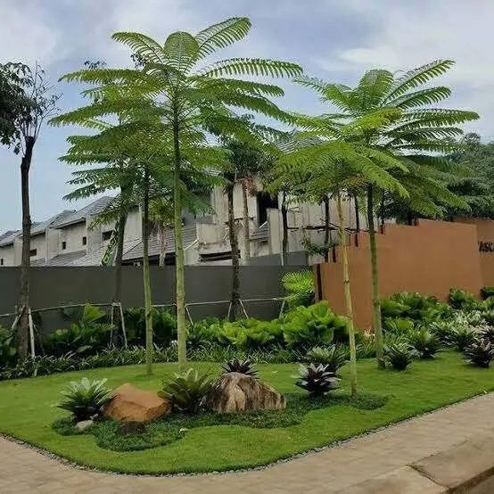 BIJI%20/%20BENIH%20PAKIS%20BRAZIL%20SOLOBIUM%20PARAHIBA%20-%20Image%203