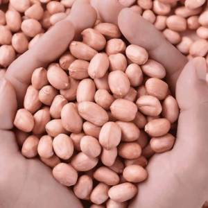 Fresh Shelled Premium Large Peanuts 5kg