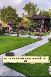 1kg-Hạt giống cỏ nhung nhật hạt cỏ sân vườn tỷ lệ nảy mầm 100%gieo trồng quanh năm