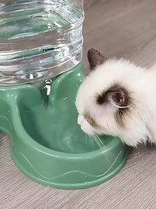 Bình nước cho thú cưng dung tích siphon lưu trữ nước tự động thức ăn cho mèo máy cho ăn tự động cho mèo 3.5L Bộ cho chó ăn không dính dung tích lớn