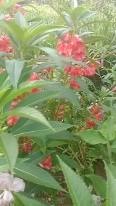 GG  | 100 Benih Bunga Pacar Air Tumpuk Impatiens Balsamina Mix Color