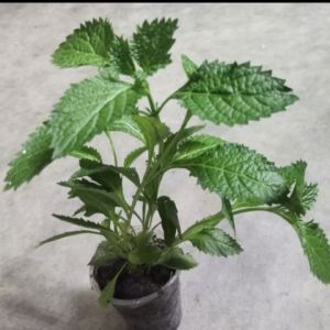 Anak pokok herba pecut kuda 玉龙鞭 （ Penyakit gastrik/胃病）