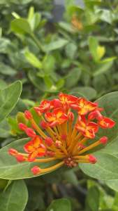 #ต้นเข็ม​ทองประกาย​แสด ฮาวาย #ต้นเข็มทองประกายแสด หรือที่รู้จักกันในชื่อ #ต้นเข็มฮาวาย เป็นไม้ดอกสีส้มสด หายาก ทนแดดทนฝน ออกดอกตลอดปี และเลี้ยงง่ายเหมือนต้นเข็มทั่วไป. เหมาะสำหรับปลูกในกระถาง หรือปลูกริมรั้ว.   ลักษณะเด่น:  * สี: #ดอกสีส้มสด #สวยงาม.  * ค