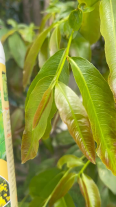 PHÂN BÓN LÁ DỊCH TRÙN QUẾ CHAI 1LSIÊU VỌT ĐỌT KÍCH RỄ - DƯỠNG CÂY-PHỤC HỒI CÂY SAU THU HOẠCH XANH DÀY LÁ