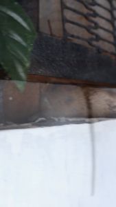 Home Guard - Rats Killer 100gr dan 200gr | Racun Tikus Mati Kering