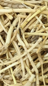 正白茅根 100g Akar Alang alang Mao Gen Imperata Cylindrica Root Woolly Grass Root 茅草 白茅草 白茅根