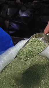 DAUN SELEDRI KERING /Celery leaf Dried BUMBU REMPAH REMPAH KEASAN 1 KG DAN 10 KG