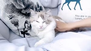 ทิชชู่เปียก Pet wipes สำหรับเช็ดสัตว์เลี้ยง 80 แผ่น