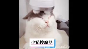 เครื่องนวดหัวแมว เครื่องนวดหัว เครื่องนวดแมวออโต้ คลายความเครียด ชาร์จ USB วัสดุซิลิโคนนุ่มและสบาย ขนาดเล็กพกพาสะดวก