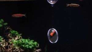 Aquarium Betta Training Mirror Acrylic Hang-on Floating Mirror For Fish Tank Betta Playing Toy