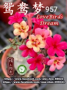 Adenium Kemboja Bonsai ID:957/富贵花