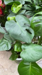 Trầu bà monstera thủy sinh dễ sống trồng trong nhà cây thanh lọc không khí dễ chăm sóc