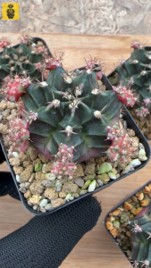 Gymnocalycium Mihanovichii. ID: Bubble Gum / Gymnocalycium Variegated / Cactus Succulents