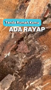 SPECIAL PAYDAY RIZARZAnti Rayap Pembasmi Rayap Ampuh dengan Formula Penghilang Rayap Efektif Menjaga Perabot dan Struktur Kayu dari Kerusakan Dilengkapi Anti Bakterial Aman untuk Lingkungan Tahan Lama Tidak Meninggalkan Bau Menyengat Mu