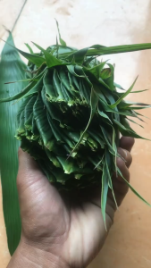 Murah 50 Lembar Daun Bambu Segar / Daun Bungkus Bacang