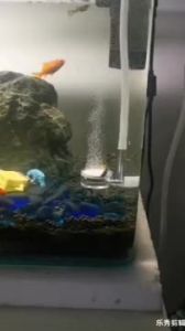 ZRDR | New Aquarium CO2 Atomizer Transparent CO2 Diffuser Refiner Integrated PC Material Special Ceramic Sheet Fish Tank CO2 Atomizer