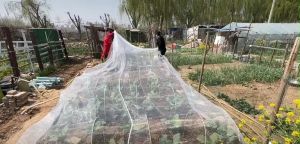 มุ้งกันแมลงผัก มุ้งโรงเรือน มูลค่าถูกต้อง 32ตา ตาข่ายตาข่าย เลี้ยงตั๊กแตน 32 ตา ผ้ามูลค่าถูกต้อง