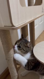 เครื่องยืด 1 ปี คอนโดแมวไม้มินิมอล สูง 145 ชม คอนโดแมว By Catchy Meaw