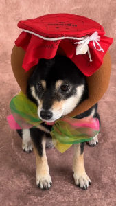 หม้อข้าวสารเสก (Boda Pot) คอสตูมหมาแมว ผีไทย ฮาโลวีน | CLAWSET.BKK