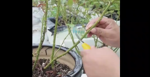 รุ่นใหมพร้อมส่ง หนากว่าเดิม ตุ้มตอนกิ่ง(เกรดA) ตุ้มตอนกิ่งพลาสติก ลูกบอลตอนกิ่ง ขยายพันธุ์พืช ตอนกิ่ง ตอนต้นไม้ ตอนกิ่งไม้