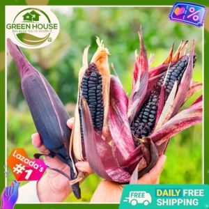 Green House® - Purple Waxy Corn Seeds for Planting Vegetable Plants (20 Seed) incl. Instructions Sweet F1 Plant