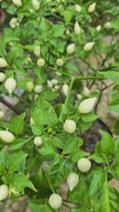 พริกไบควินโฮสีขาว(Biquinho White)