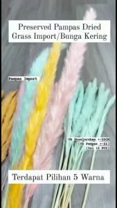 15 Tangkai Preserved Pampas Grass Import - Bunga Kering Hiasan Vas Dekorasi A012