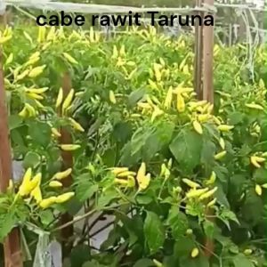 30 Biji - Benih Cabai Rawit Hibrida Taruna Cap Panah Merah Tahan terhadap layu bakteri