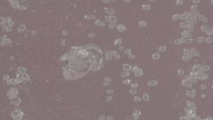 สเปรย์หน้าเด้ง เอสเซนส์ สเปรย์ แยกขาย 1 ขวด ริเวย์ Riway conscientious Beauty Spray 60 ml ของแท้100%