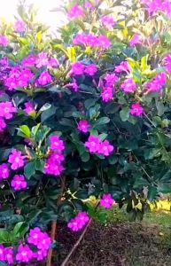 ม่วงมณีรัตน์​  ขนาดต้น​60-80​ซม.