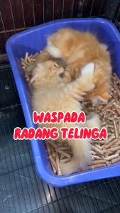 Royal Care Obat Tetes Telinga untuk Kucing & Anjing 10mL