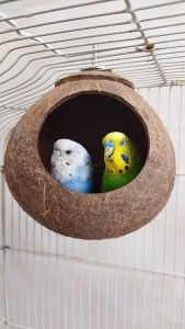 Coconut Shell Bird House Coconut Bird Nest Hut for Pet Parrot Cockatiel Parakeet Reptiles Garden
