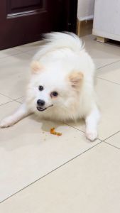 PUREPET 60g/100g Dog Snack Food Cat Snack Dog Treats Dog Snacks Dog Treat Snack Cat Treat Cat Treats Pet Snack