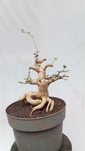 POHON BONSAI SANCANG BOGEL/PROGRAMAN