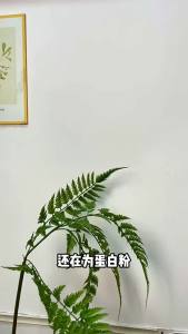 แก้วชงโปรตีน 500ml แก้วเชคโปรตีน แก้วเชค แก้วเขย่าเวย์ Shaker Cup