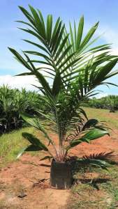 พันธุ์ปาล์ม ยังกัมบิ ML161 (Yangumbi ML161) รุ่น 8เดือน โทร 080 9738042