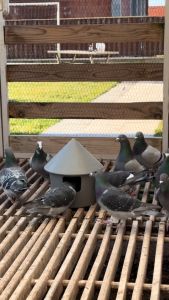 GLP Pigeon Feeder / Water Drinker | Birds Food Container or Waterer Multi Functional Dispenser House