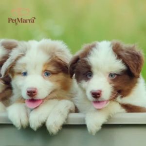 10kg PetMarra All Breeds Puppy Dry Food Beef Chicken Beef Milk Chicken Milk Puppy Dry Food Essentials