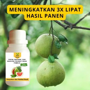 Pupuk Pomelo Cepat Berbuah / Pupuk Pelebat Buah Pomelo / Pupuk Booster Pomelo Cair